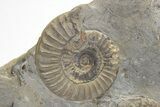 Ammonite (Arnioceras) Cluster - Holderness Coast, England #207742-2